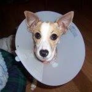 Meet your Posher, Zippo